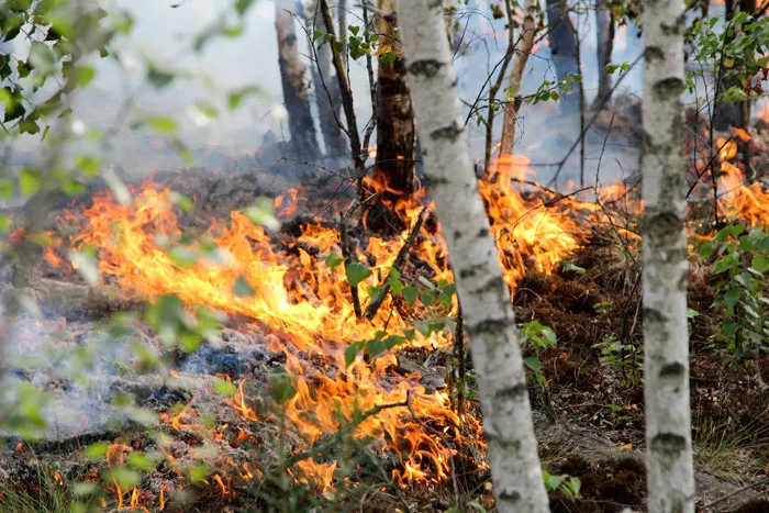 Как шла борьба с огненной стихией в Осиповичском районе. фото